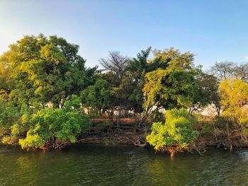 Trees by lake against sky