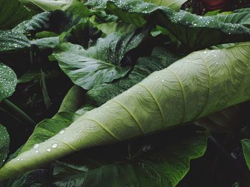 Cropped hand of woman holding leaves