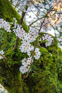 Close-up of cherry blossom tree