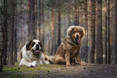 Dogs sitting in a forest