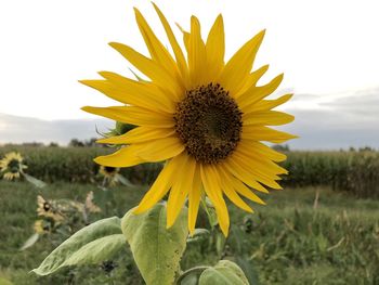 Close-up of sunflower on field