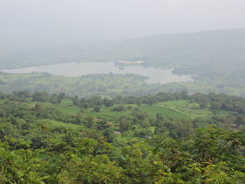 Scenic view of forest against sky