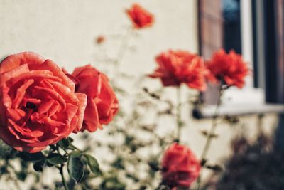 Close-up of red rose flowers in vase