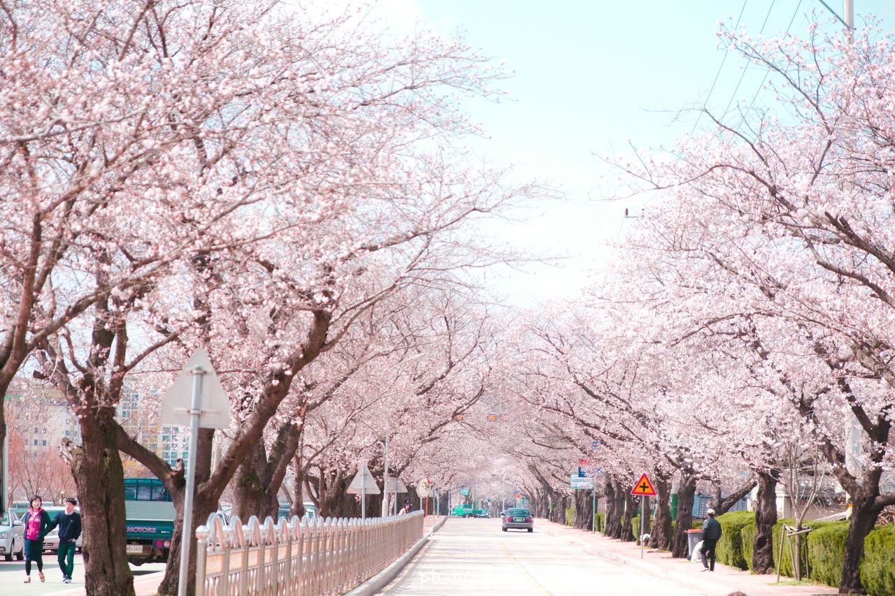 tree, flower, people, large group of people, cherry blossom, branch, the way forward, built structure, cherry tree, lifestyles, architecture, walking, clear sky, leisure activity, growth, blossom, mixed age range, treelined