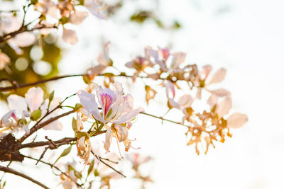 Close-up of cherry blossoms on tree