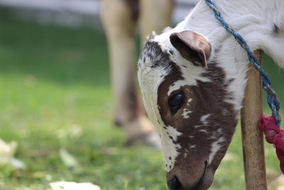 Close-up of a dog on field