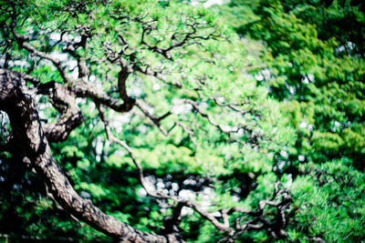 Low angle view of trees in forest