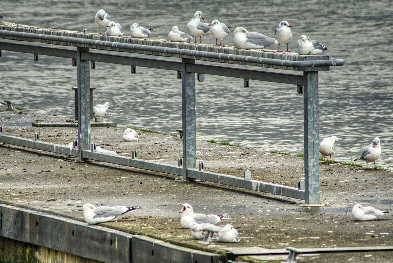 BIRDS PERCHING ON RAILING