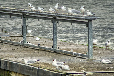 Seagulls perching on railing by lake