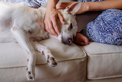 Dog lying on hand