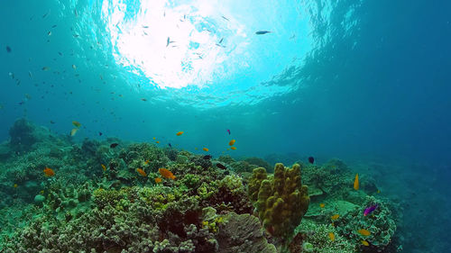 Tropical fishes and coral reef, underwater footage. seascape under water.panglao, bohol, philippines