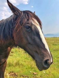 Horse in ranch