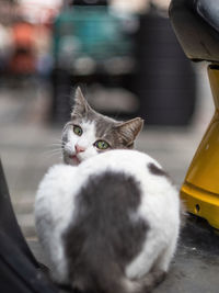 Close-up portrait of cat