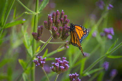 Close-up of butterfly pollinating on purple flower