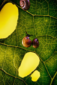 High angle view of fruits growing on plant