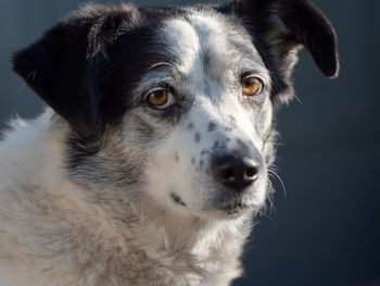 Close-up portrait of dog