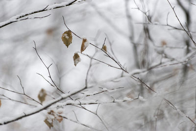 Close-up of bare tree during winter