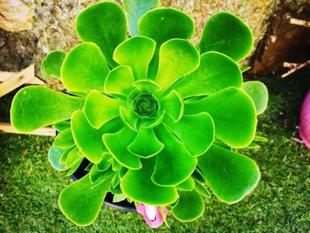 High angle view of succulent plant on field