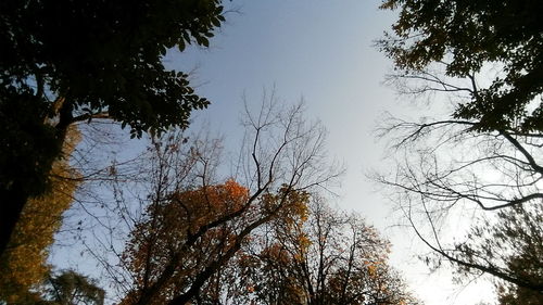 Low angle view of trees against sky