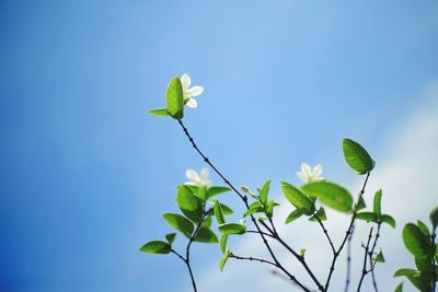 Low angle view of flowering plant against blue sky
