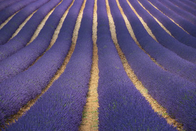 Full frame shot of lavender field