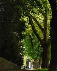 Trees in sunlight