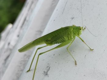 High angle view of insect