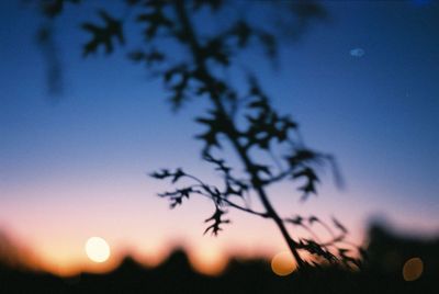 Trees against sky at sunset