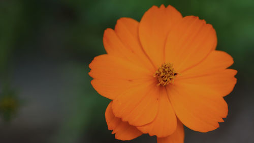 Close-up of orange cosmos flower