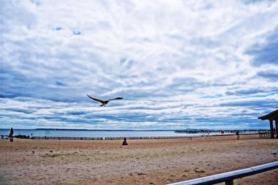 Seagull flying over sea