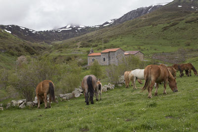 Horses grazing in a field