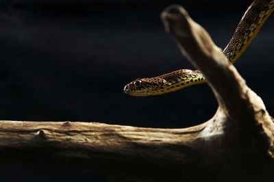 Close-up of a turtle