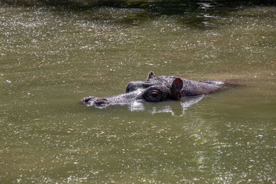 High angle view of turtle in lake