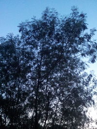 Low angle view of trees against sky