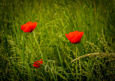 Close-up of red poppy flowers