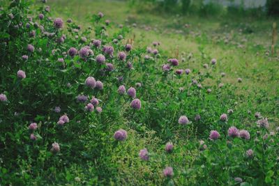 Flowers blooming in field