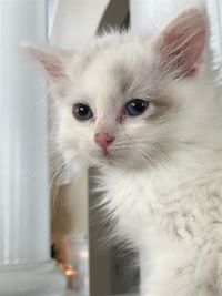 Close-up portrait of white cat