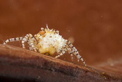 Close-up of crab on rock