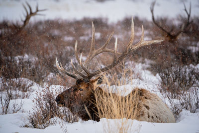 Deer on snow covered land