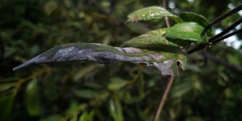 Close-up of wet leaves on tree