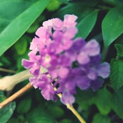 Close-up of pink flowers