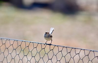 Bird perching on a fence