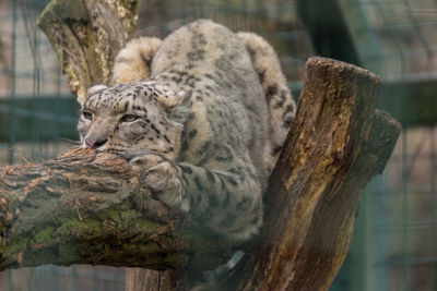 Cat resting on a tree