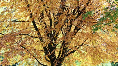 Low angle view of trees during autumn