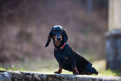 Dog looking away while sitting outdoors