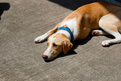 High angle view of dog sleeping on footpath