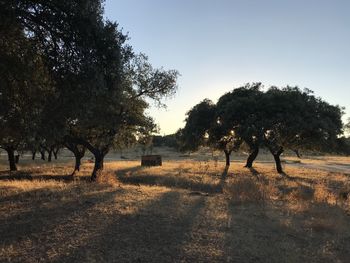 Trees on field against sky