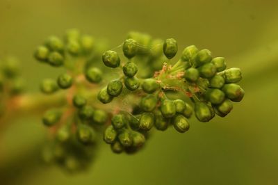 Close-up of berries growing on plant