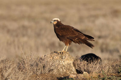 Bird perching on a field