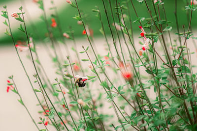 Close-up of insect on plant